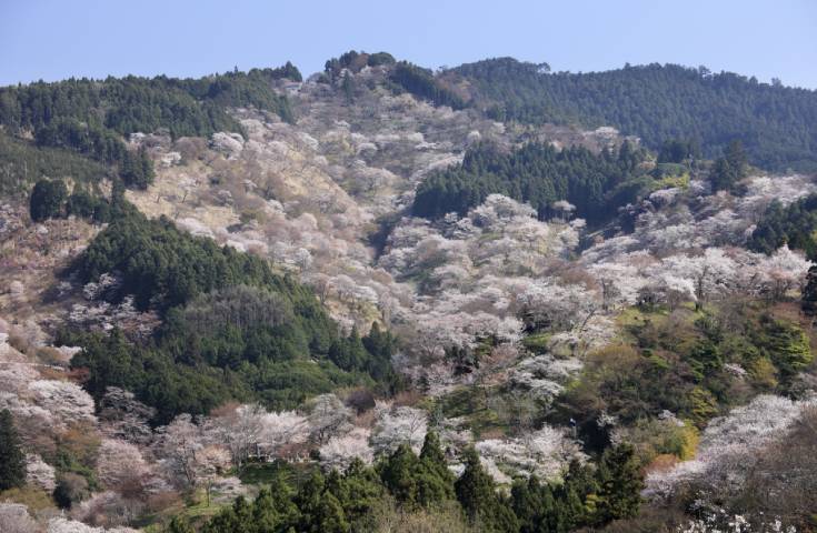 吉野山上千本の桜