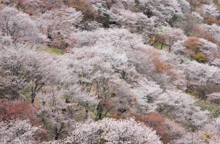 吉野山下千本の桜