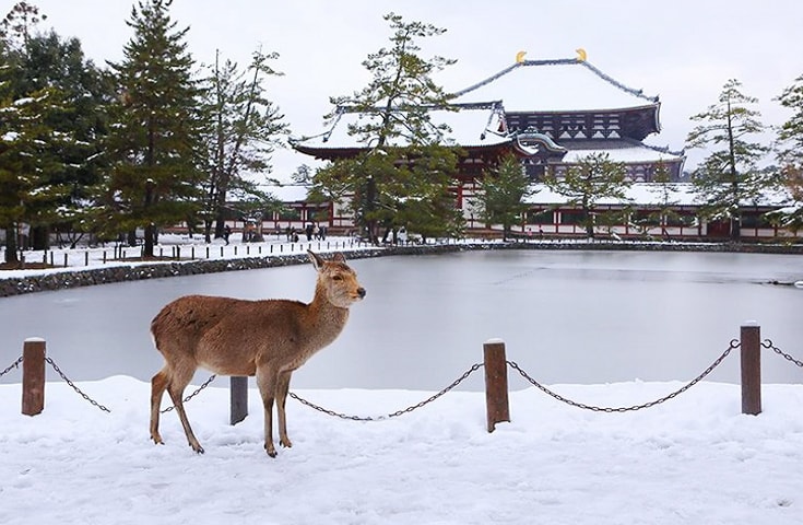 京都 奈良の観光名所を1日で楽しむ 外国人観光客と一緒に楽しむ 関西周遊バスツアー