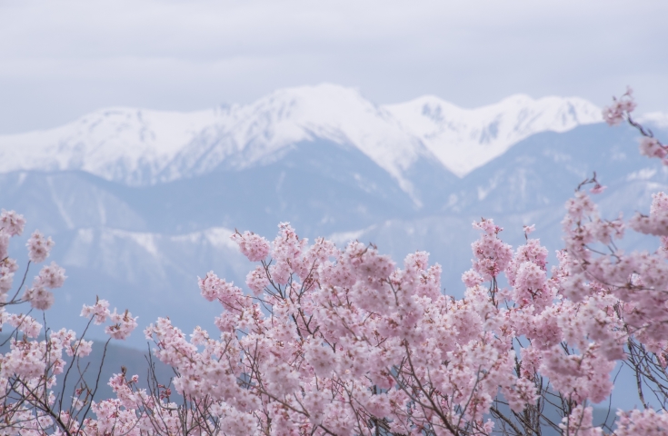 【名古屋発】天下第一の桜、1,500本の高遠小彼岸桜たっぷり2時間30分お花見散策&東山ガーデンお花見弁当堪能日帰りバスツアー♪