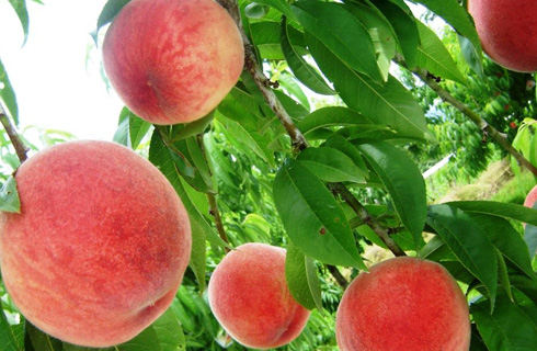 名古屋発 南信州壮大なアルプス 信州米豚ステーキ彩り野菜の陶板焼 トキメキの桃狩り2個 食べ放題夏限定の日帰りバスツアー