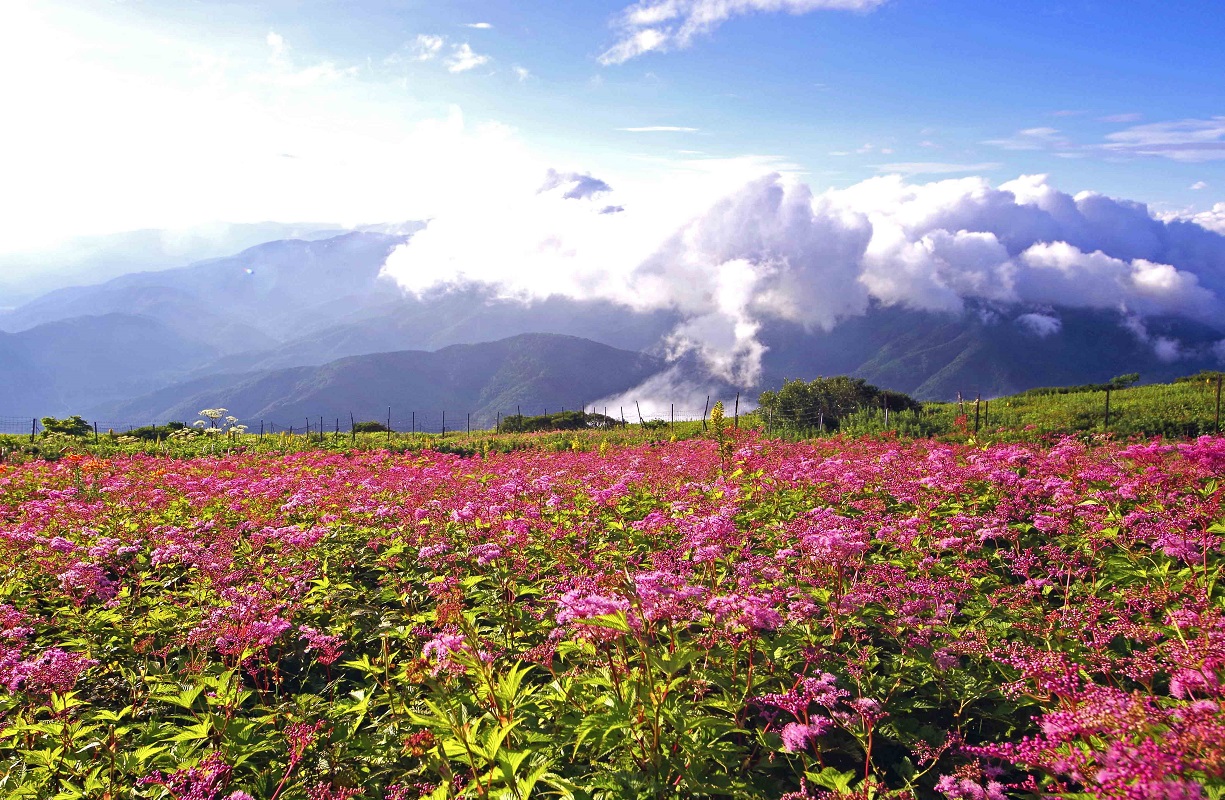 名古屋発 大自然の伊吹山高山植物鑑賞 近江牛とイセエビ鉄板コース 夏の贅沢風鈴祭 エアーかおる本丸で魔法のタオル工場見学等夏限定の日帰りバスツアー