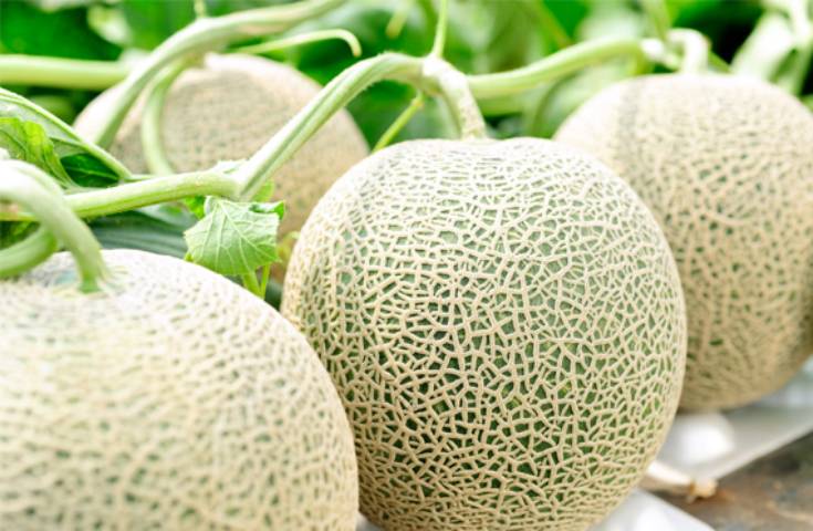 札幌発 富良野北星ファームで新鮮メロン大人喰い 富良野ラベンダー畑と美瑛青い池を楽しむ旅