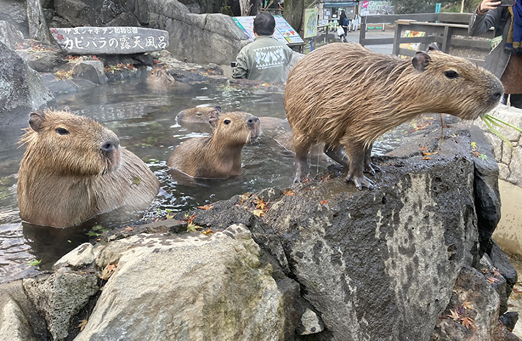 愛犬同伴プラン】名物「カピバラ露天風呂」で有名な伊豆シャボテン公園