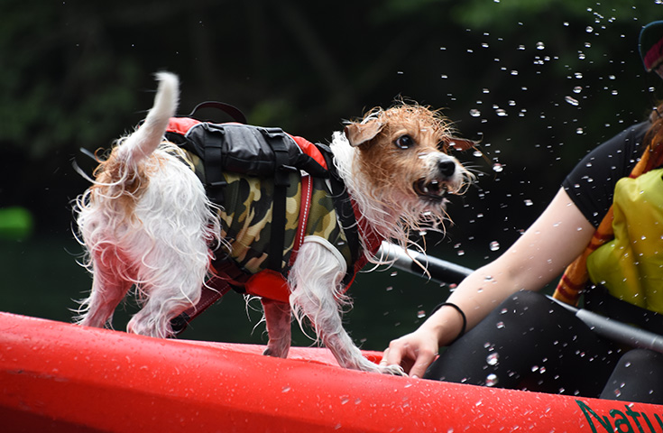 愛犬同伴プラン 愛犬家tc Produced By June T Premium お犬の休日 笑 Welcome Dog Treats Thbとプロフェムヘアケア製品付き 愛犬家に人気のドッグリゾート那須高原 愛犬と一緒にカヌー体験 選べるパスタランチ ドッグランでお楽しみvip わんツアー 愛犬同伴プラン 愛犬家tc Produced By June T Premium お犬の休日 笑 Welcome Dog Treats Thbとプロフェムヘアケア製品付き 愛犬家に人気のドッグリゾート那須高原 愛犬と一緒にカヌー体験 選べるパスタランチ ドッグランでお楽しみvip わんツアー