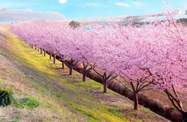 かんなみの桜