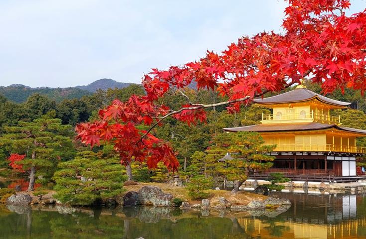 金閣寺といろはもみじ木