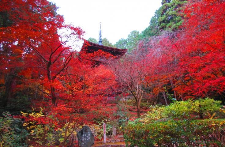 金剛輪寺・三重塔　紅葉
