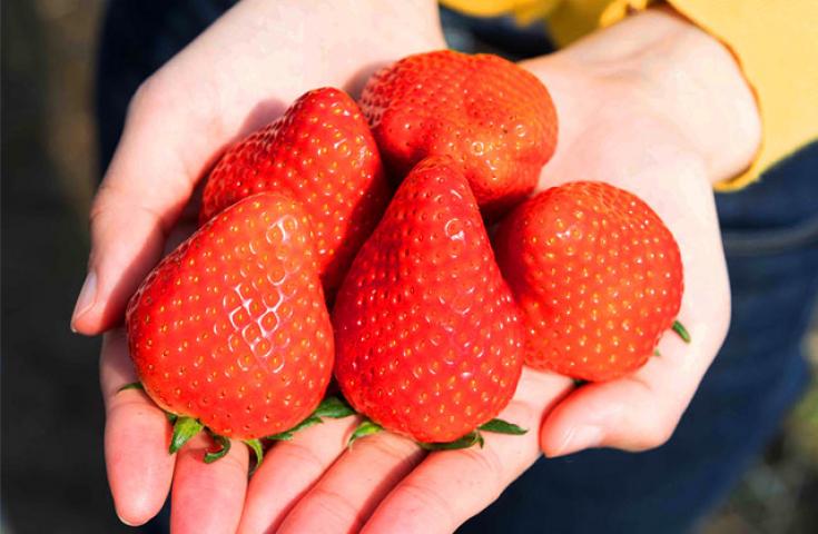 「いちご狩り」栃木ブランド品種が30分食べ放題