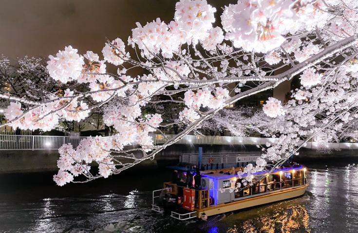 水上からの夜桜鑑賞をお楽しみください。(イメージ)