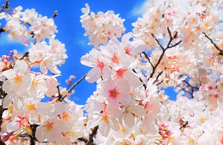 ソメイヨシノ(イメージ)