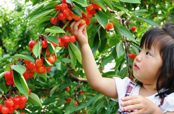 みんなだあ～いすき！真っ赤な宝石さくらんぼ狩り食べ放題♪（イメージ）