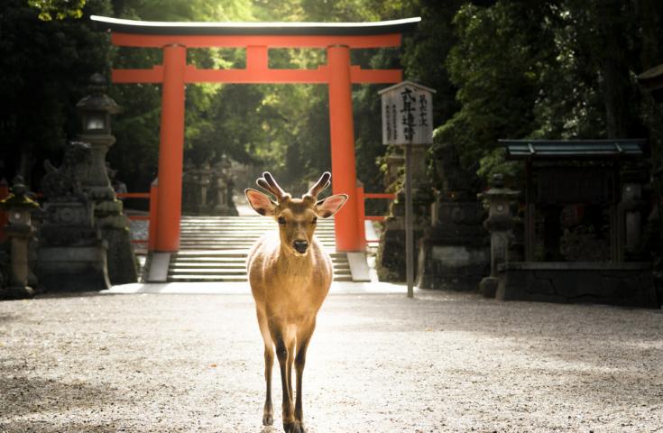 奈良公園では、鹿たちとの触れ合いも！