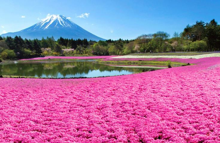 富士芝桜まつり（4月中旬～5月下旬）