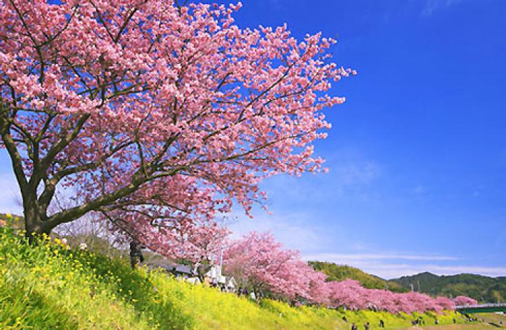 春を先どり！河津町の『河津桜まつり』