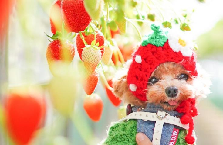 わんちゃんといちご狩り体験
