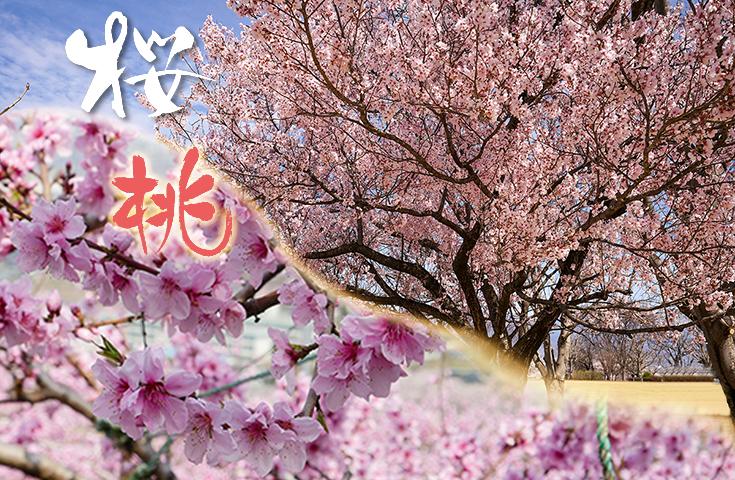 桜と桃に囲まれる笛吹市