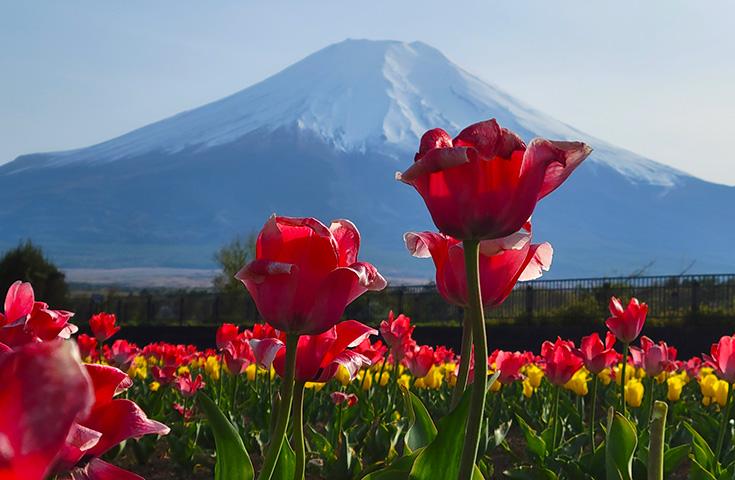 富士山の麓に咲く季節の花々を鑑賞
