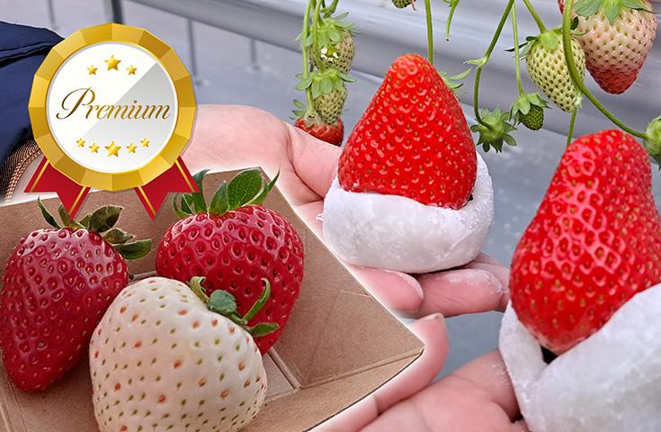 Compare by eating three kinds; & strawberry Daifuku