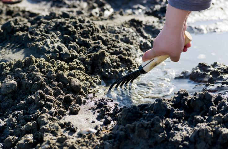 潮干狩り体験（イメージ）