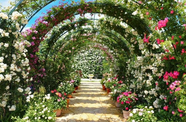 美丽的玫瑰花的拱门/形象