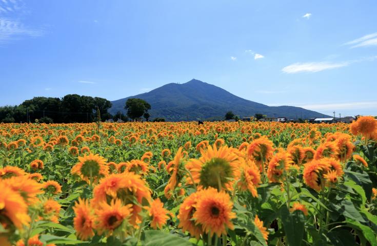 明野の八重ひまわり/イメージ