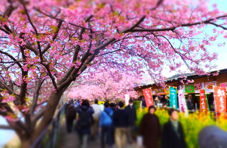 河津桜祭りではご当地グルメ露店などお祭り気分をお楽しみください。