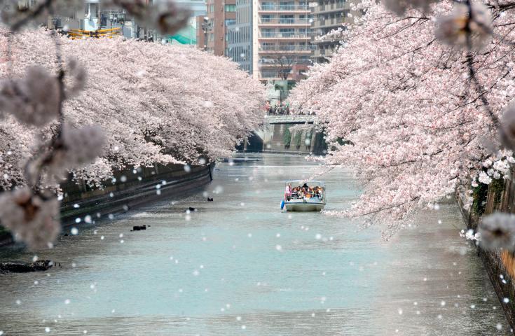 地上の混雑を避けて、静かに桜を愛でたい方にオススメ