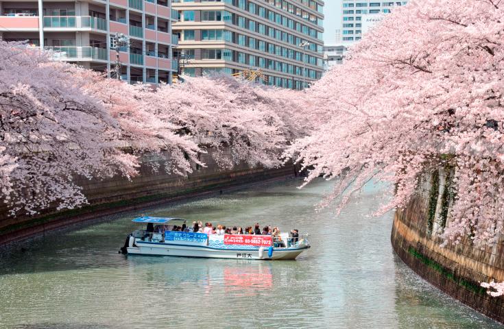 満開の桜を水上から楽しむ