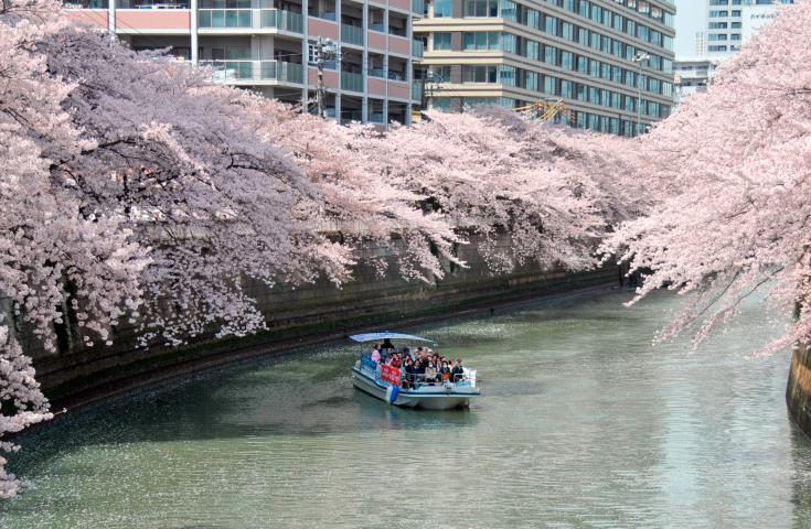 目黒川の桜を船上から楽しめる東京人気No.1クルーズ