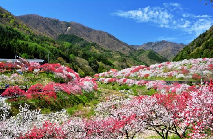 日本一の桃源郷