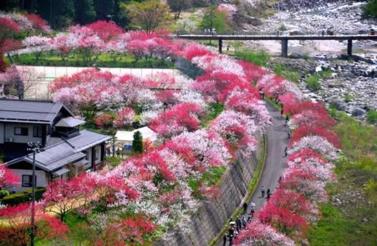 花が咲き誇る景色