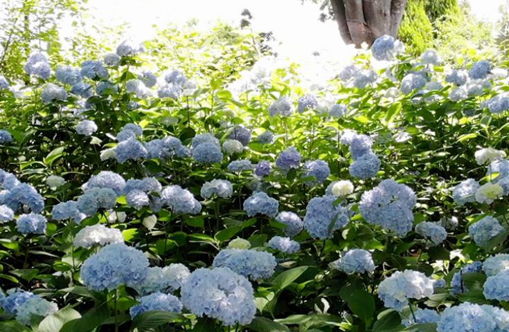 ハーブ庭園/イメージ