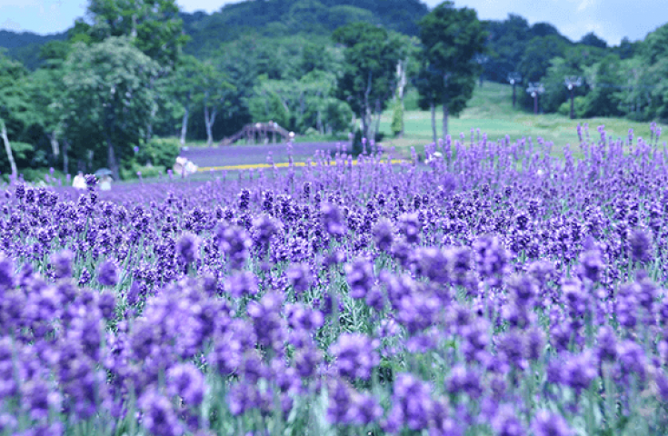 関東最大級のラベンダー畑を鑑賞！