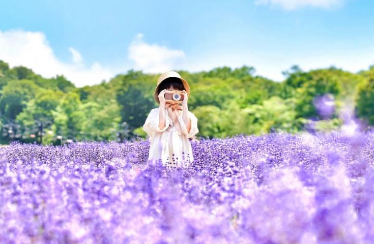 一面に咲き誇るラベンダーは絶好のフォトスポット