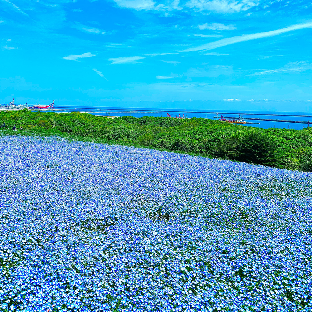 国営ひたち海浜公園 ネモフィラ