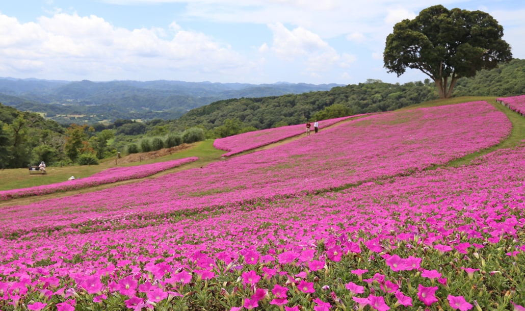 桃色吐息（ペチュニア）(イメージ)