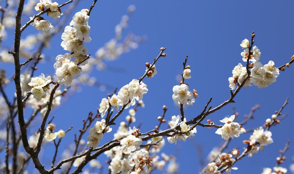 梅(イメージ)