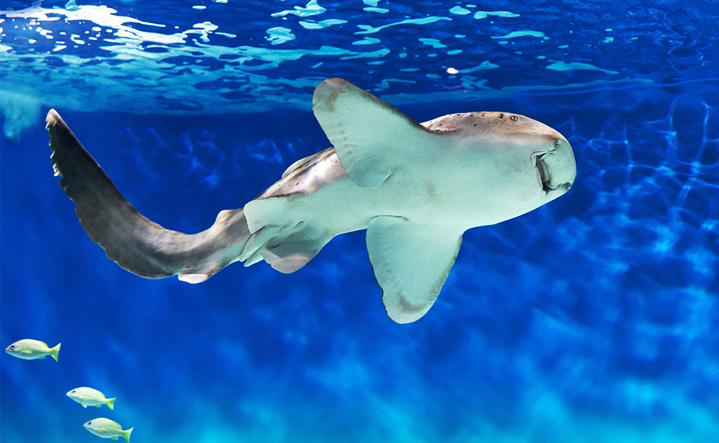 アクアワールド大洗水族館