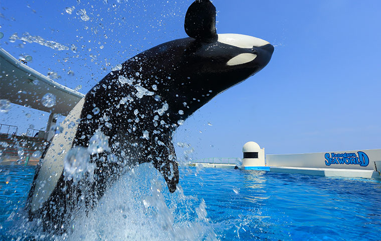 シャチ(イメージ)