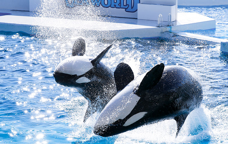 シャチ(イメージ)